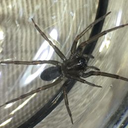 Featured spider picture of Metaltella simoni (Hacklemesh Weaver)