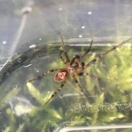 Featured spider picture of Zygiella dispar
