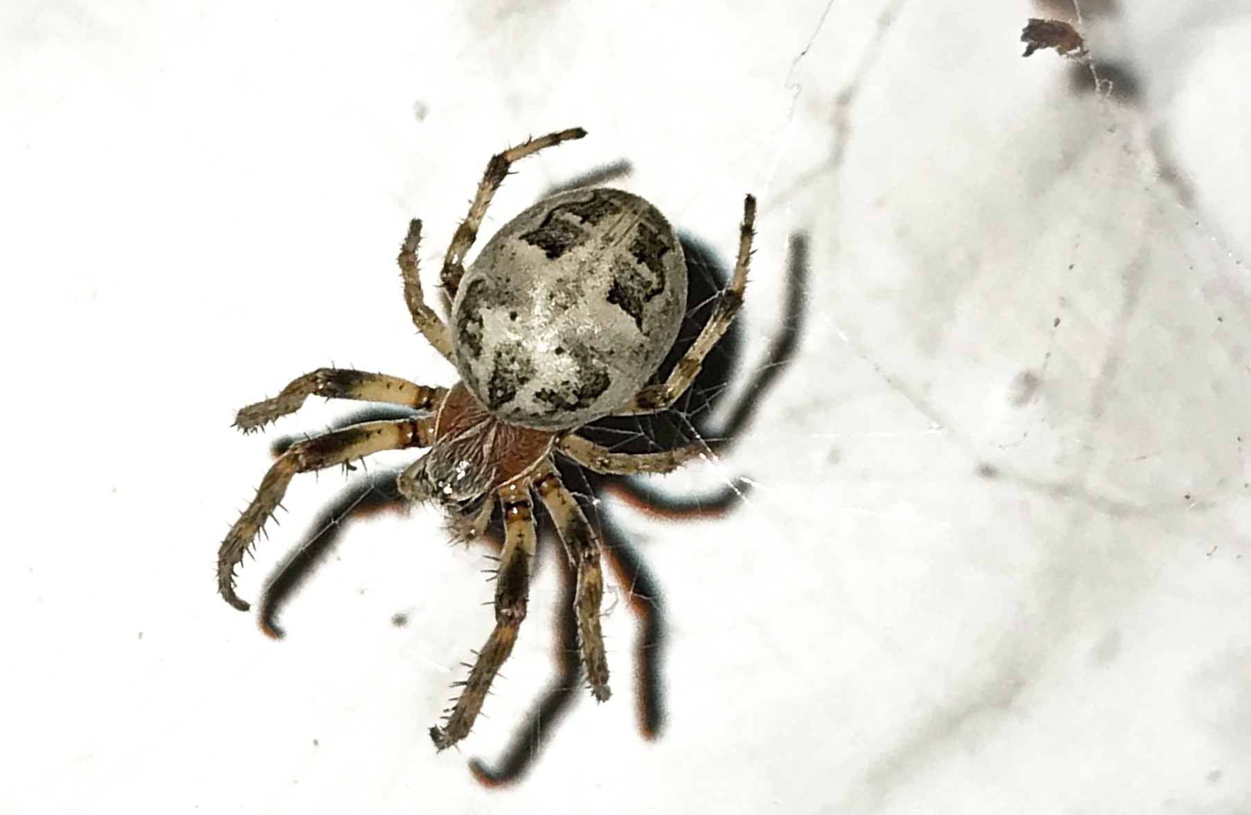 Picture of Larinioides (Furrow Spiders) - Dorsal