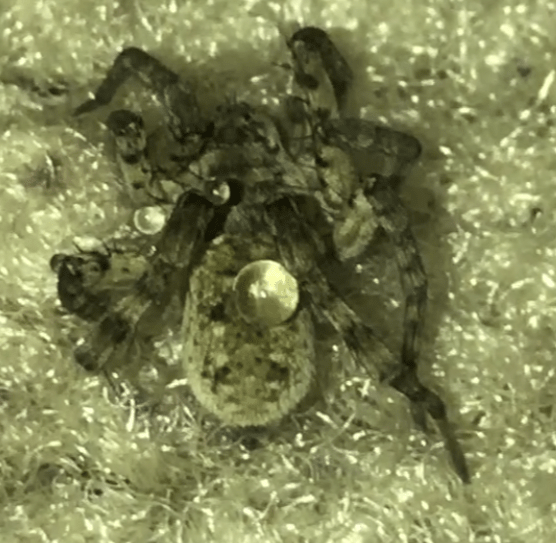 Picture of Arctosa littoralis (Beach Wolf Spider) - Dorsal