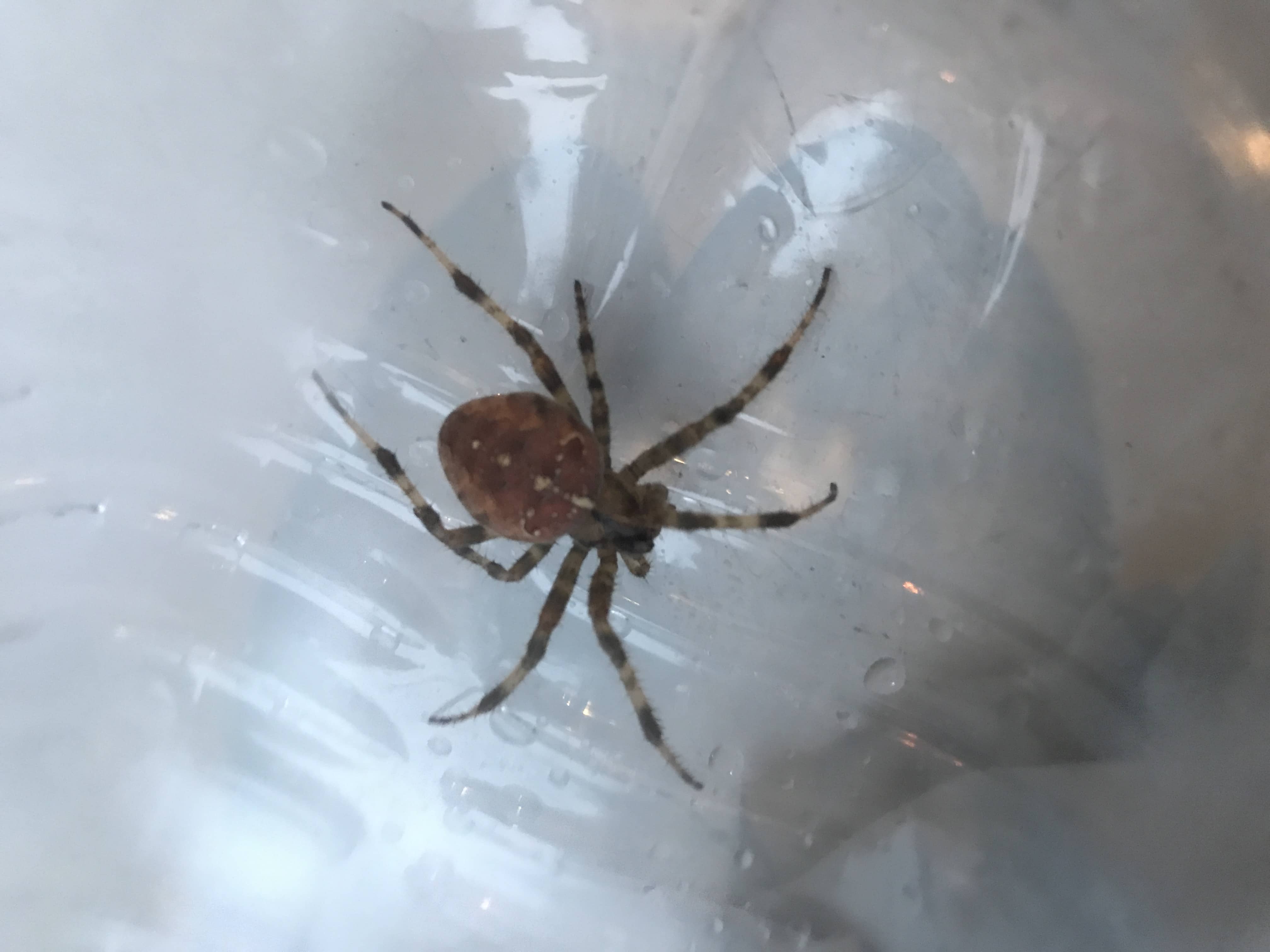 Spiders In Minnesota Species And Pictures