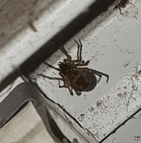 Picture of Steatoda spp. (False Widows) - Ventral