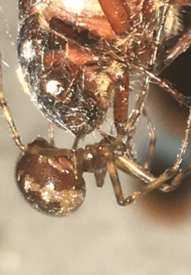 Picture of Steatoda triangulosa (Triangulate Cobweb Spider) - Lateral,Prey