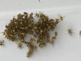 Picture of Araneidae (Orb-weavers) - Male,Female - Spiderlings