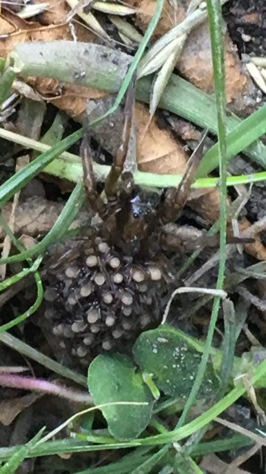 Picture of Arctosa rubicunda - Female - Dorsal,Spiderlings