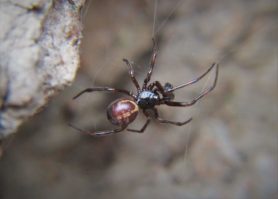 Picture of Steatoda borealis - Male - Dorsal,Webs