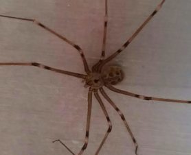 Picture of Artema atlanta (Giant Daddy-long-legs Spider) - Dorsal