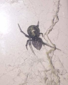 Picture of Parasteatoda tepidariorum (Common House Spider) - Female - Dorsal,Egg Sacs