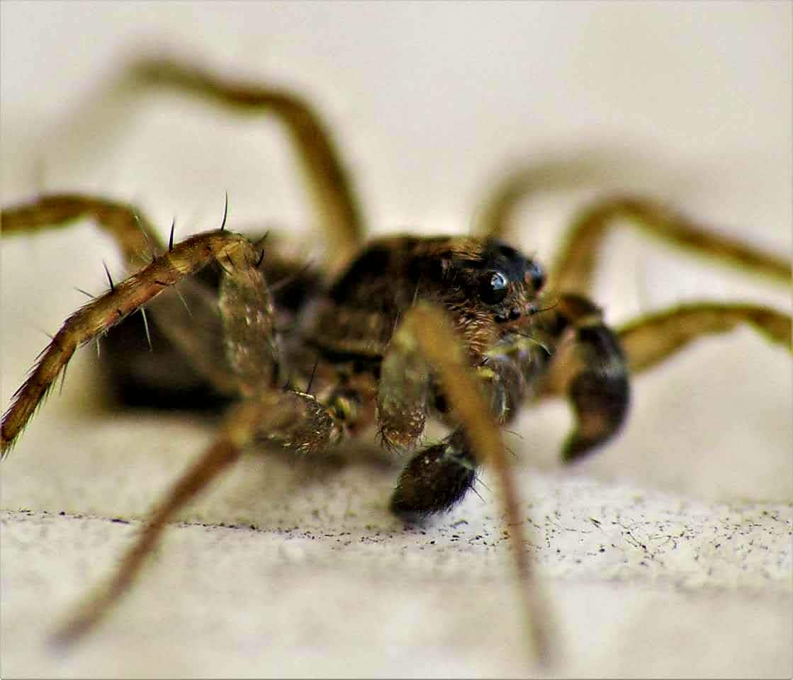 Picture of Pardosa (Thin-legged Wolf Spiders) - Male - Eyes