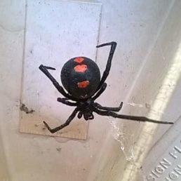 Featured spider picture of Latrodectus mactans (Southern Black Widow)