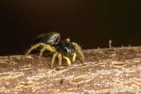 Picture of Salticidae (Jumping Spiders) - Lateral