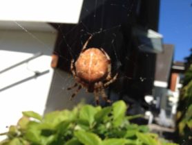 Picture of Araneus spp. (Angulate & Round-shouldered Orb-weavers) - Dorsal,Webs