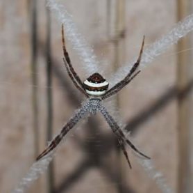 Picture of Argiope versicolor - Dorsal,Webs