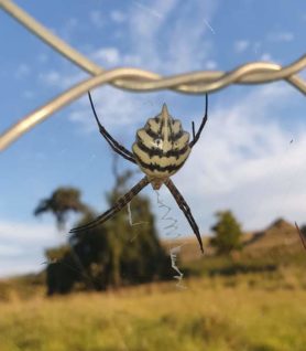Picture of Argiope australis - Dorsal,Webs