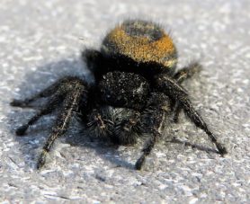 Picture of Phidippus johnsoni (Johnson Jumping Spider) - Dorsal,Eyes