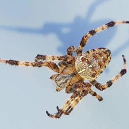 Featured spider picture of Araneus diadematus (Cross Orb-weaver)