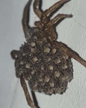 Picture of Trochosa terricola - Female - Spiderlings
