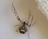 Featured spider picture of Mimetus puritanus
