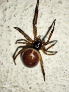 moroccan flic flac spider