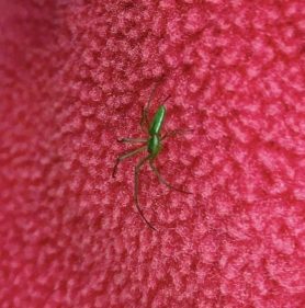 Picture of Tetragnatha viridis - Lateral
