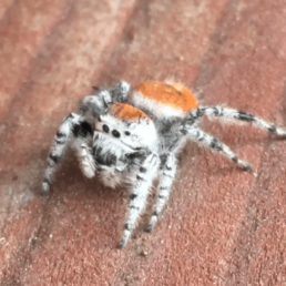 Featured spider picture of Phidippus adumbratus