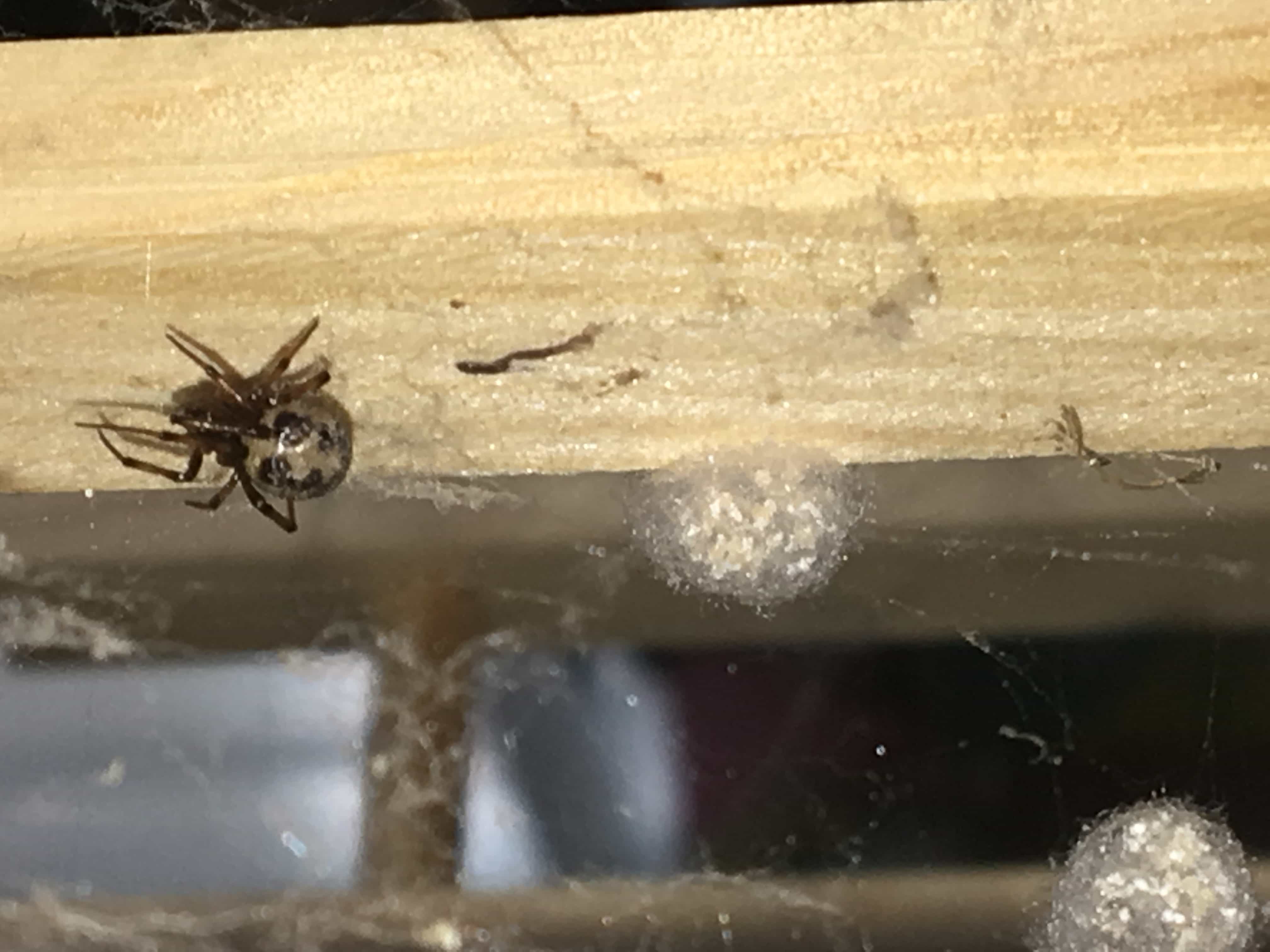 Picture of Steatoda triangulosa (Triangulate Cobweb Spider) - Female - Dorsal,Egg sacs