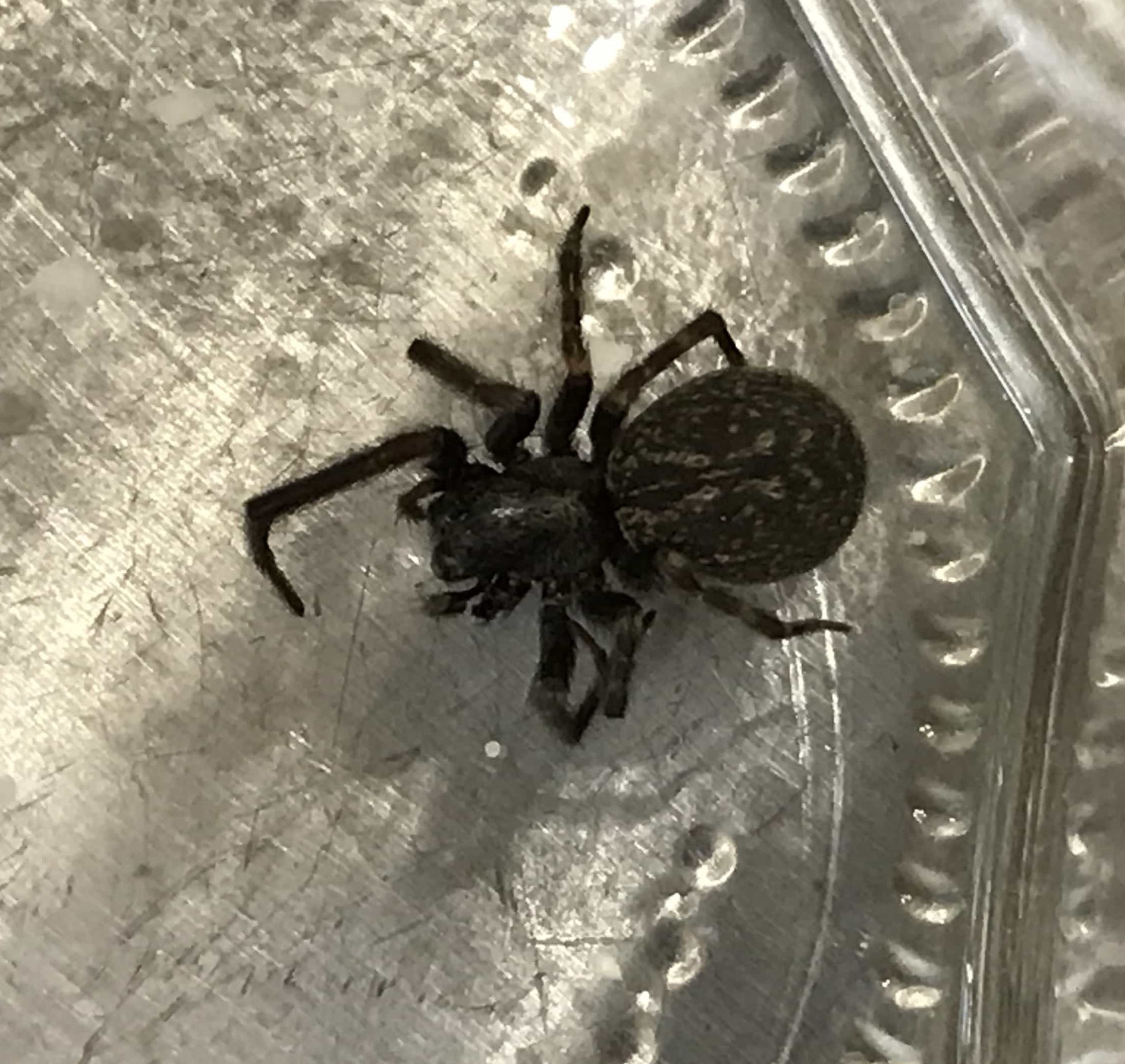 Picture of Badumna insignis (Black House Spider) - Dorsal
