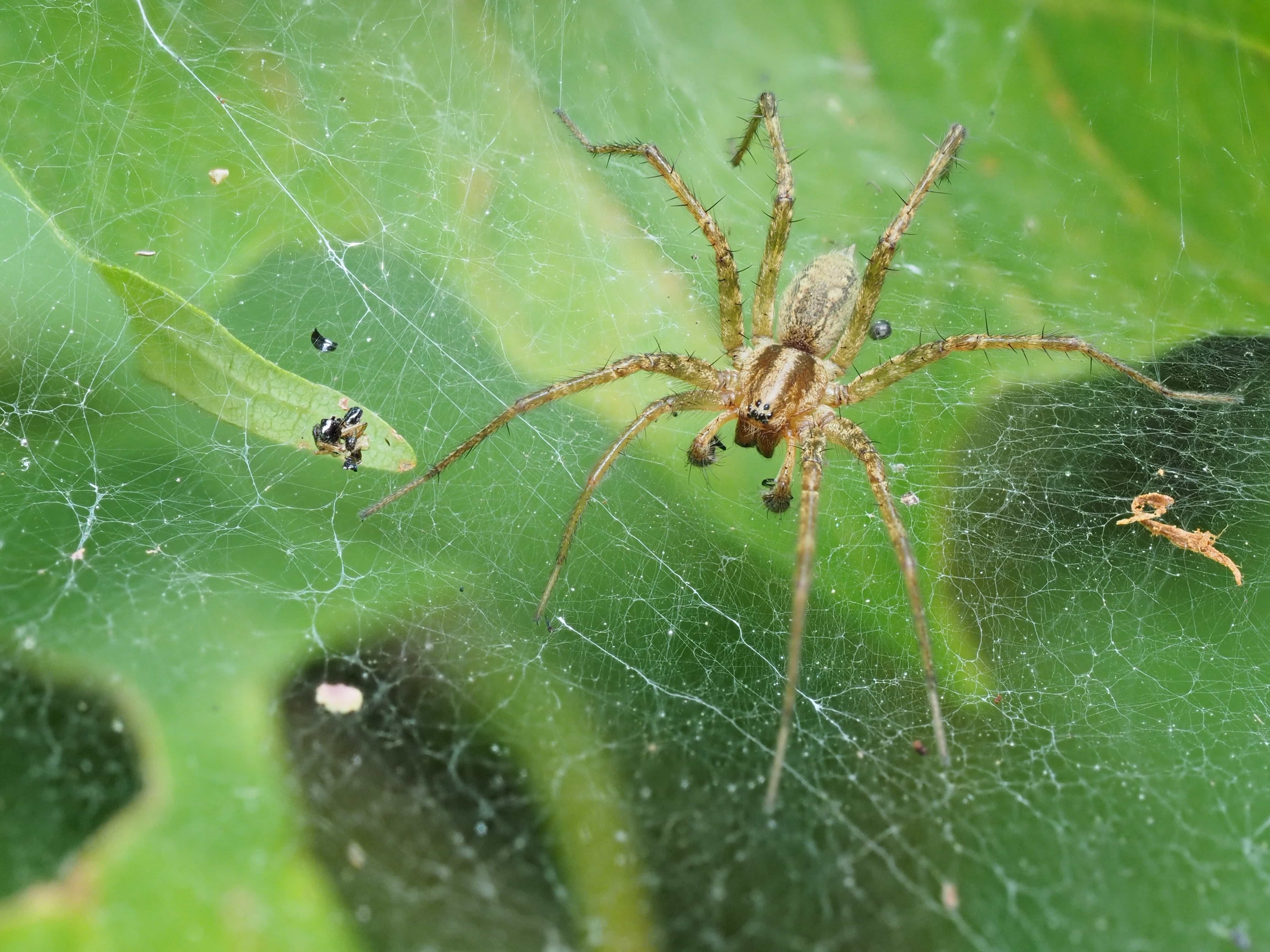 Picture of Agelenopsis spp. (Grass Spiders) - Male - Dorsal,Webs