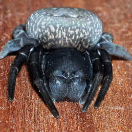 Featured spider picture of Gandanameno spenceri