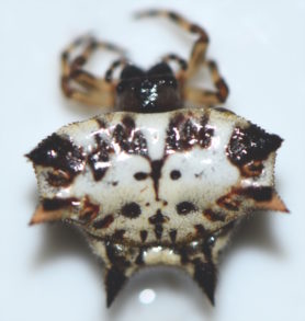 Picture of Gasteracantha spp. (Spiny Orb-weavers) - Dorsal