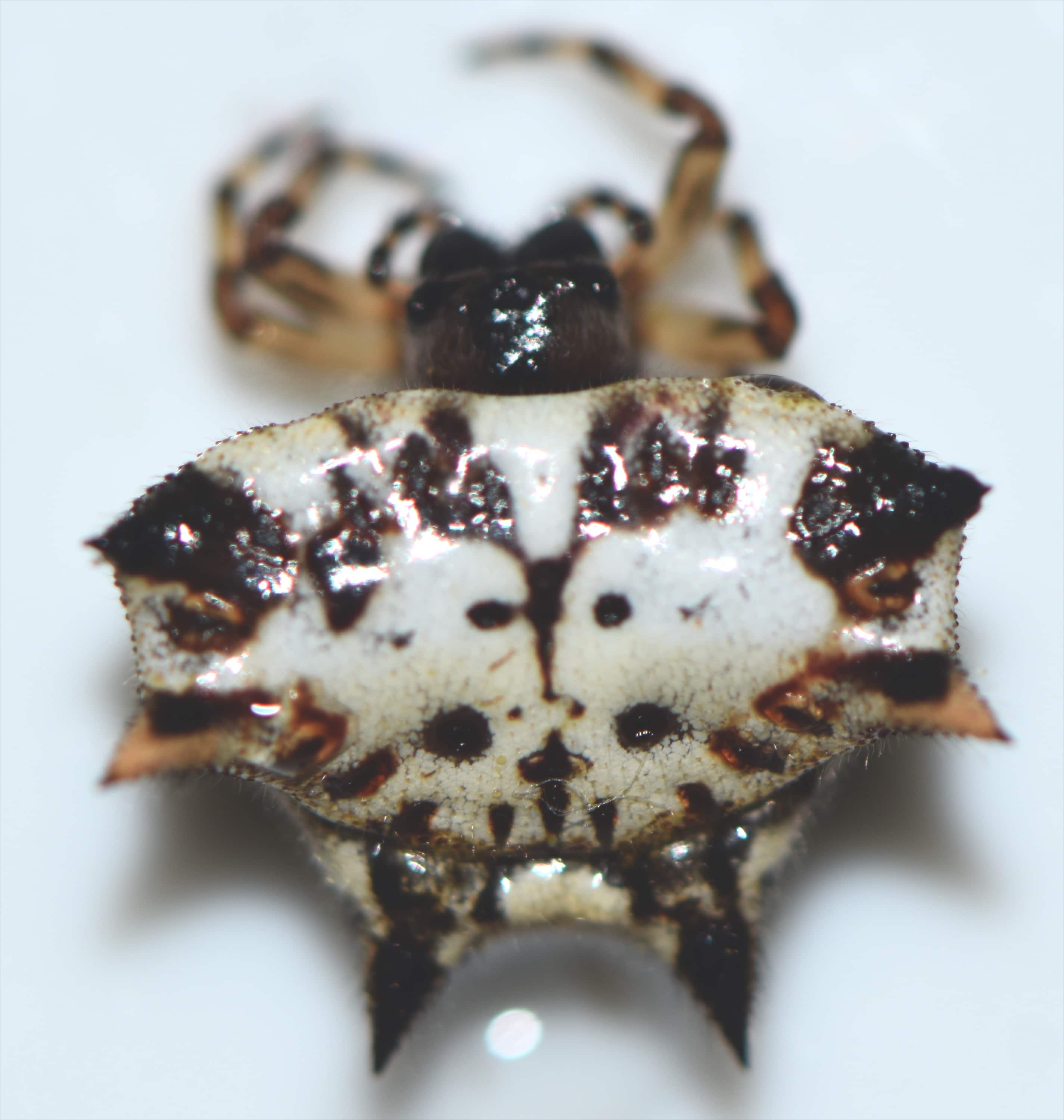 Picture of Gasteracantha (Spiny Orb-weavers) - Dorsal