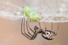 Picture of Frontinella pyramitela (Bowl and Doily Weaver) - Female - Lateral,Webs