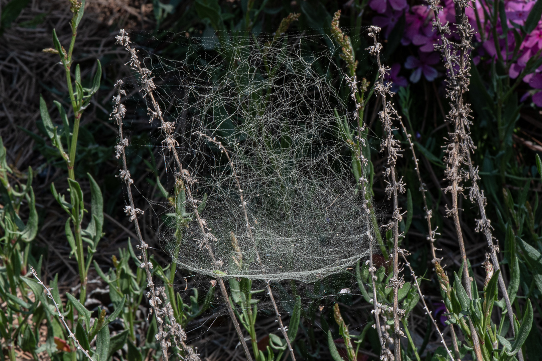Picture of Frontinella pyramitela (Bowl and Doily Weaver) - Webs
