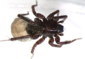 Picture of Lycosidae (Wolf Spiders) - Female - Dorsal,Egg Sacs