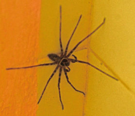 Picture of Heteropoda spp. - Male - Dorsal