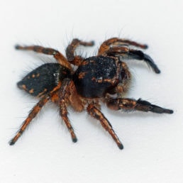 Featured spider picture of Habronattus hirsutus