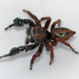 Featured spider picture of Habronattus oregonensis