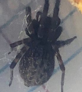 Picture of Badumna longinqua (Grey House Spider) - Female - Dorsal