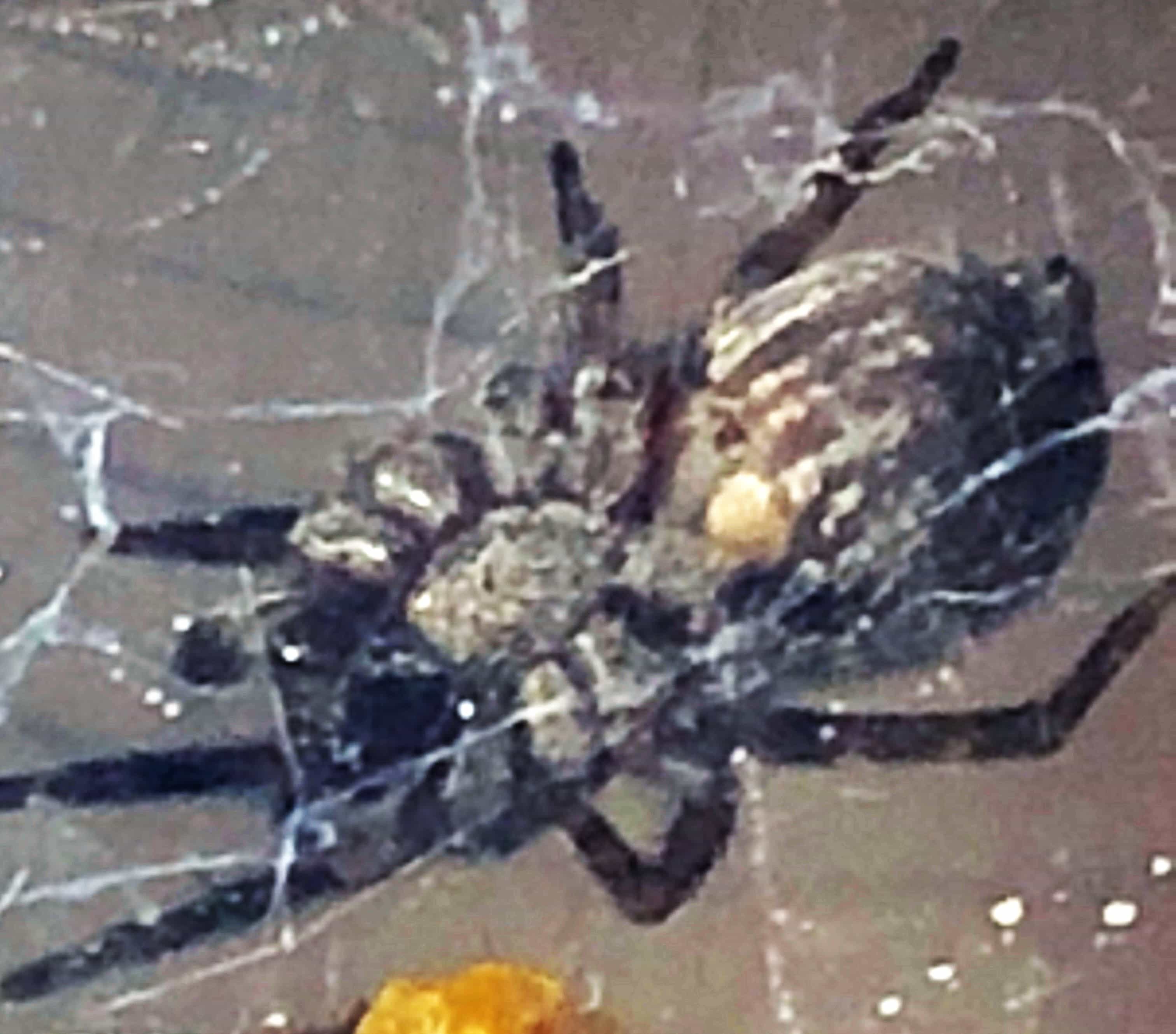 Picture of Badumna longinqua (Grey House Spider) - Female - Ventral,Webs