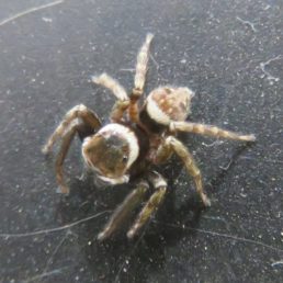 Featured spider picture of Hasarius adansoni (Adanson's House Jumper)