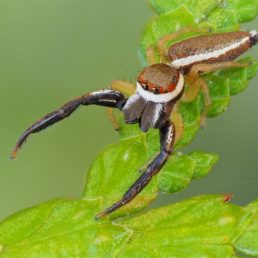 Featured spider picture of Hentzia palmarum (Hentz Jumping Spider)