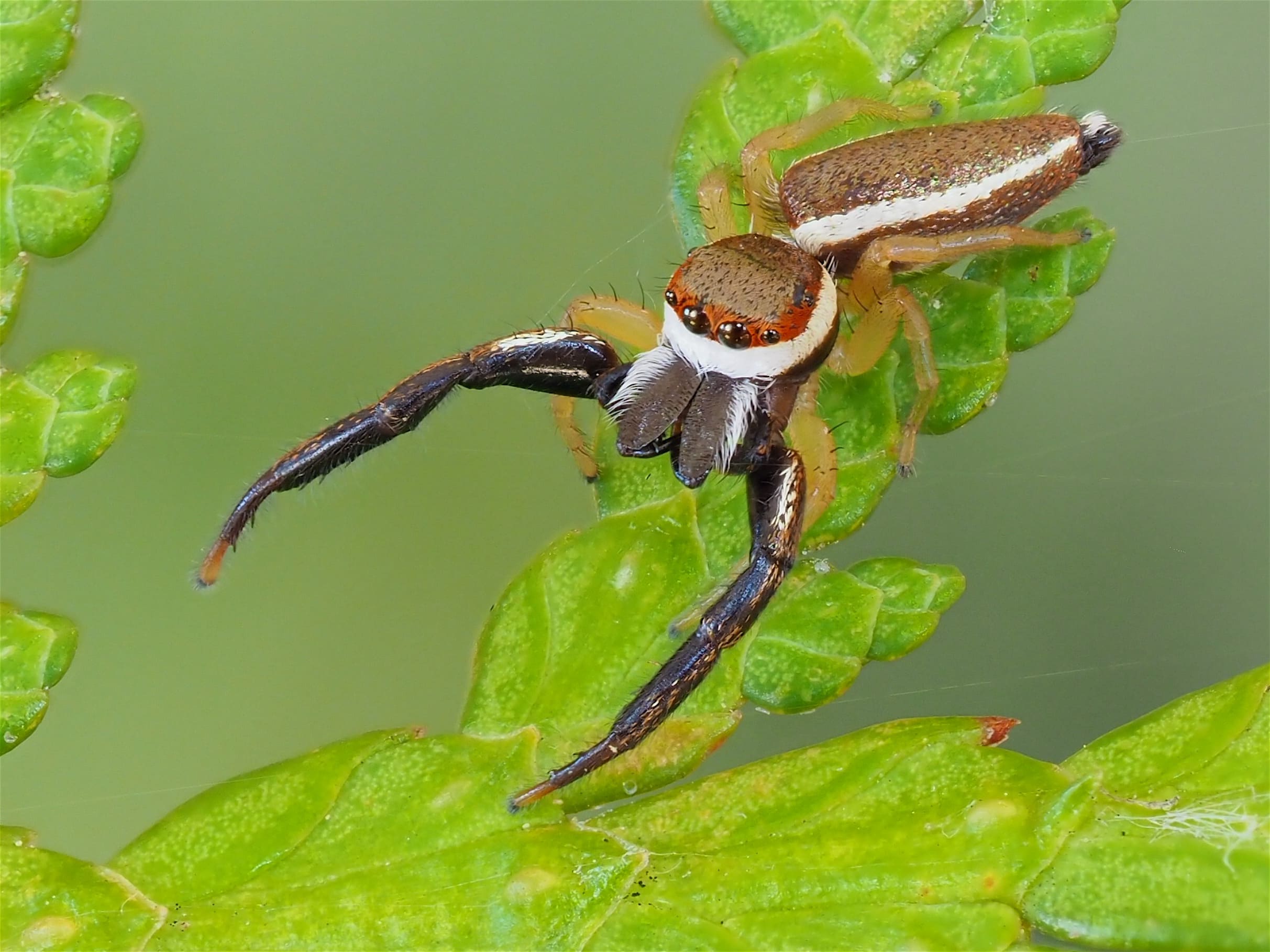 Picture of Hentzia palmarum (Hentz Jumping Spider) - Male - Dorsal,Eyes