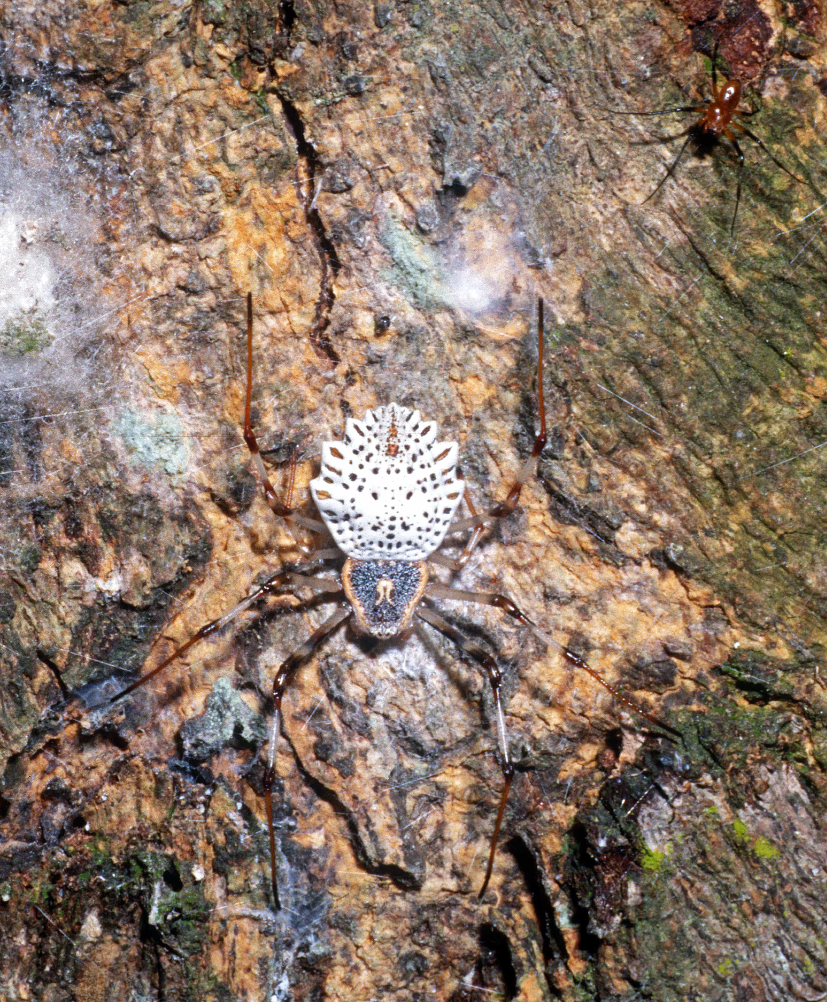 Picture of Herennia multipuncta (Ornamental Tree Trunk Spider, ) - Male,Female - Dorsal,Webs