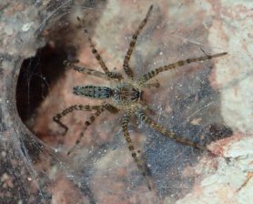 Picture of Hippasa holmerae (Lawn Wolf Spider) - Dorsal,Webs