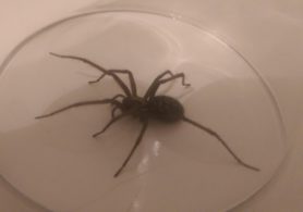 Picture of Eratigena duellica (Giant House Spider) - Lateral