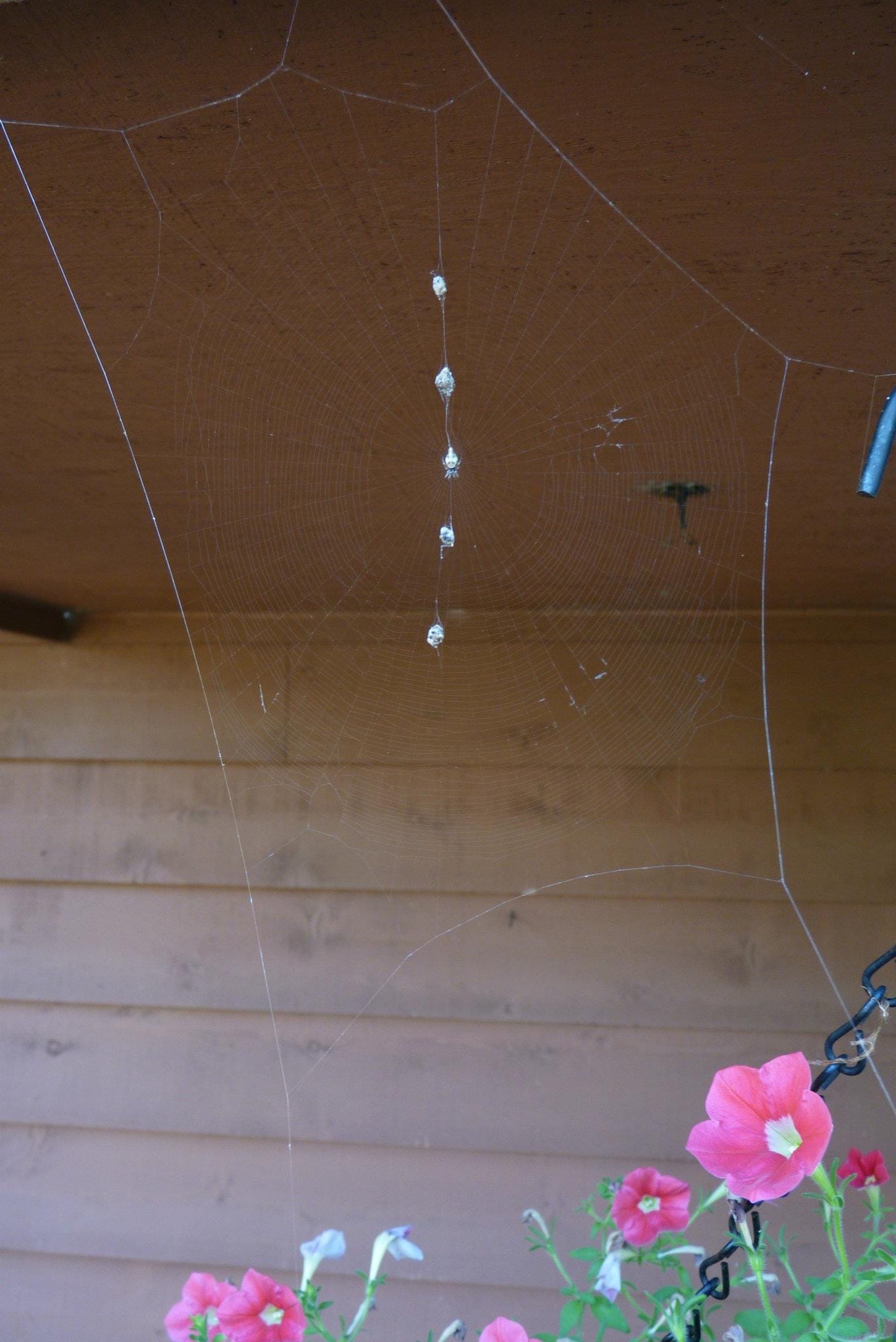 Picture of Cyclosa (Trashline Orb-weavers) - Dorsal,Webs