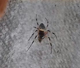 Picture of Nephilingis cruentata (African Hermit Spider) - Dorsal
