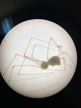 Picture of Pholcidae (Cellar Spiders) - Lateral