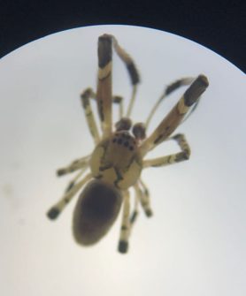 Picture of Zosis geniculata (Grey House Spider) - Male - Dorsal