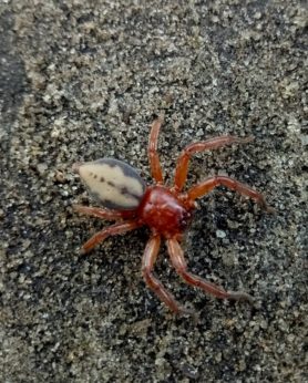 Picture of Thelcticopis spp. - Dorsal